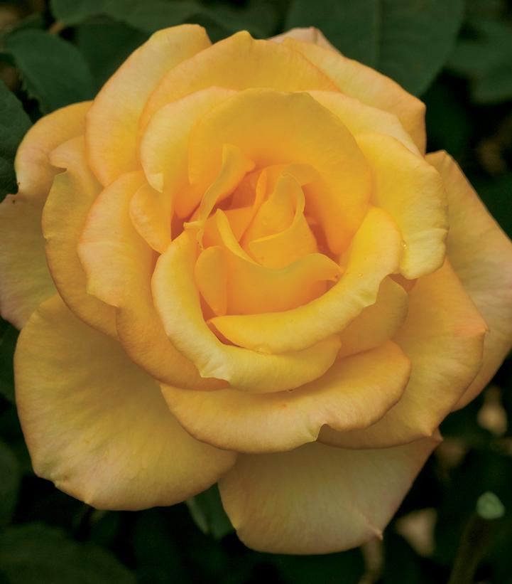 Rosa 'Gold Medal®' Gold Medal® Rose from Dietrich Gardens