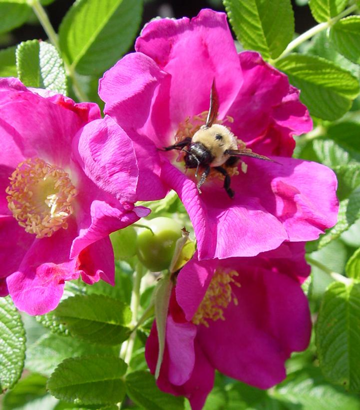 Rosa rugosa Purple Pavement