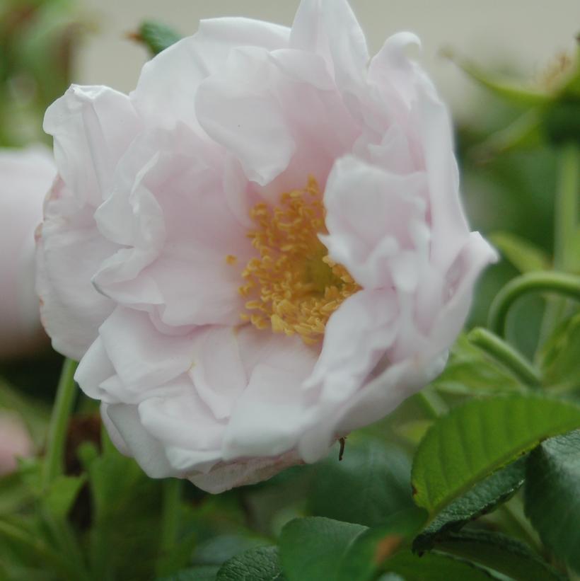 Rosa rugosa Snow Pavement