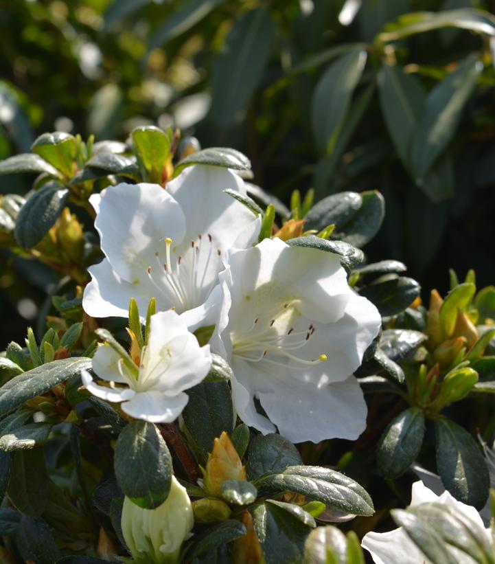 Azalea 'Girard's Pleasant White'