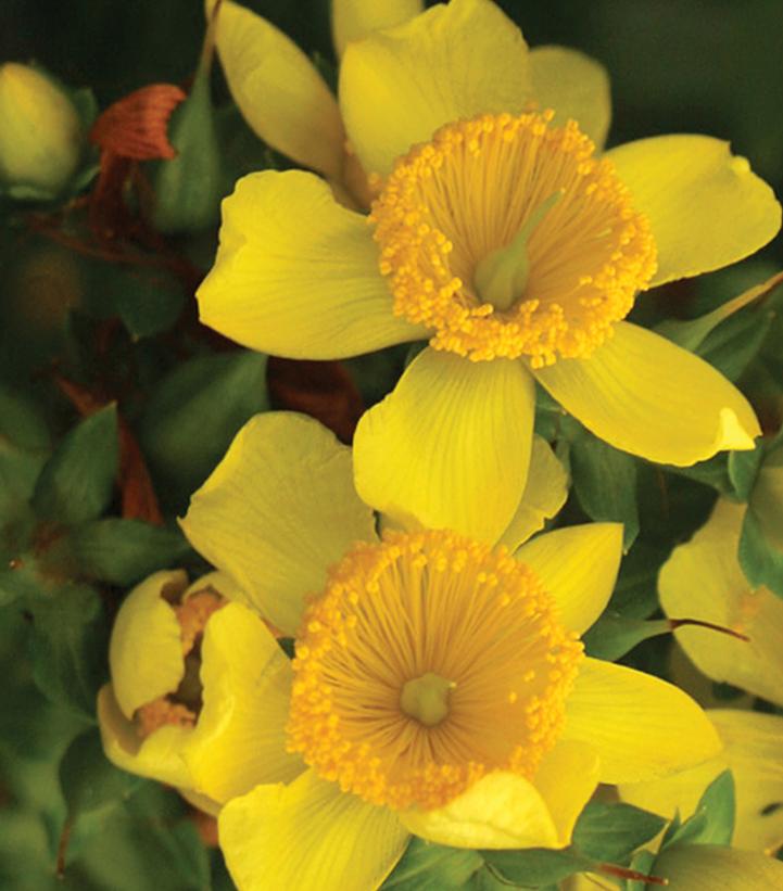 Hypericum X Sunny Boulevard®