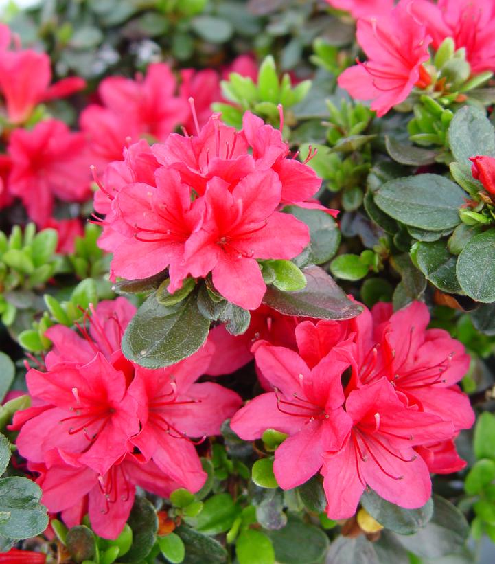 Azalea 'Hino Crimson'