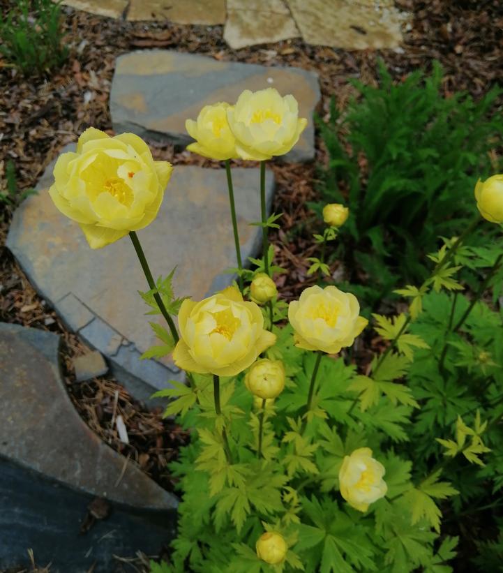 Trollius x cultorum 'Lemon Queen'