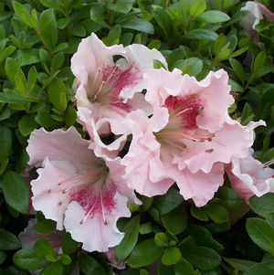 Azalea 'Gumpo Pink'