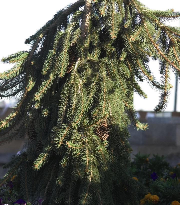 Picea abies Pendula