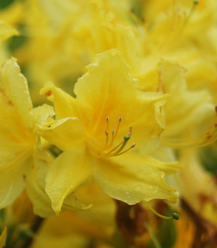 Azalea Northern Lights 'Lemon Lights'