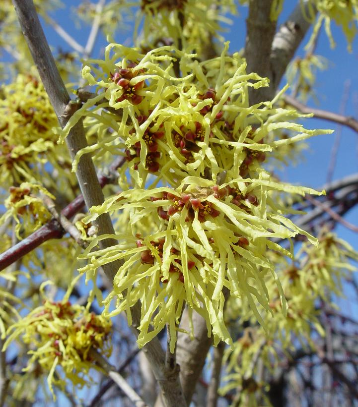 Hamamelis X int. Arnold Promise