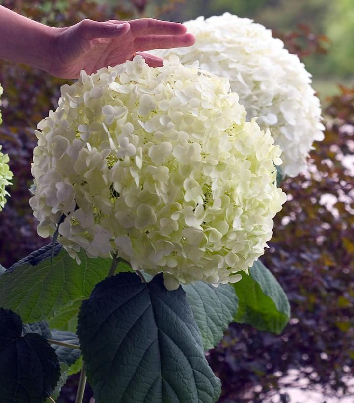 Hydrangea arborescens Incrediball® Incrediball®