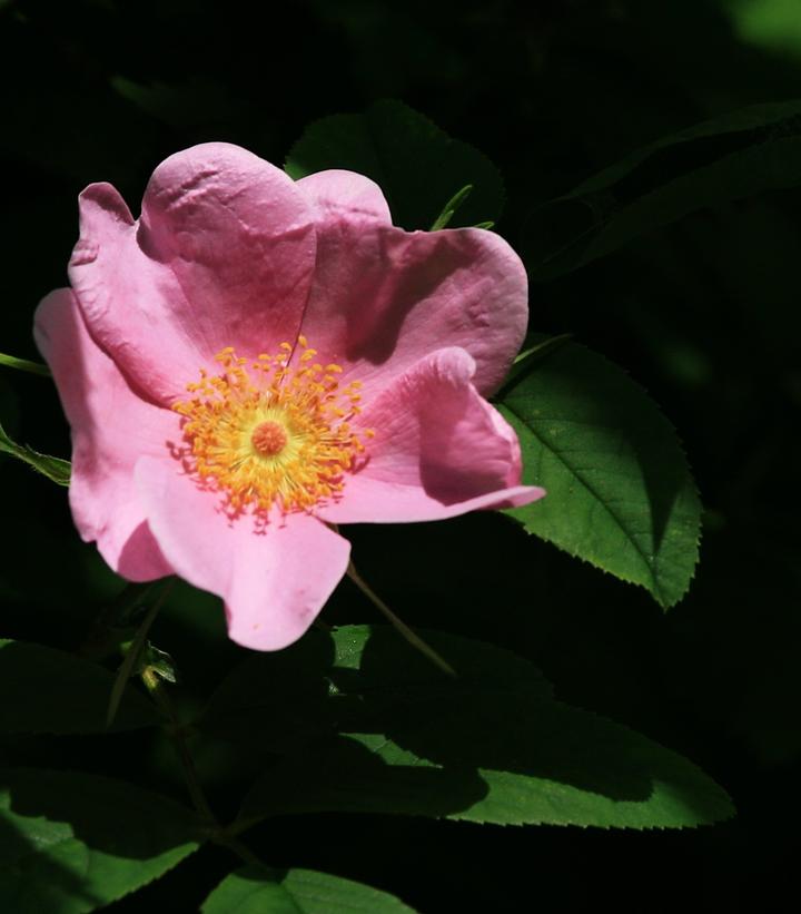 Rosa virginiana 