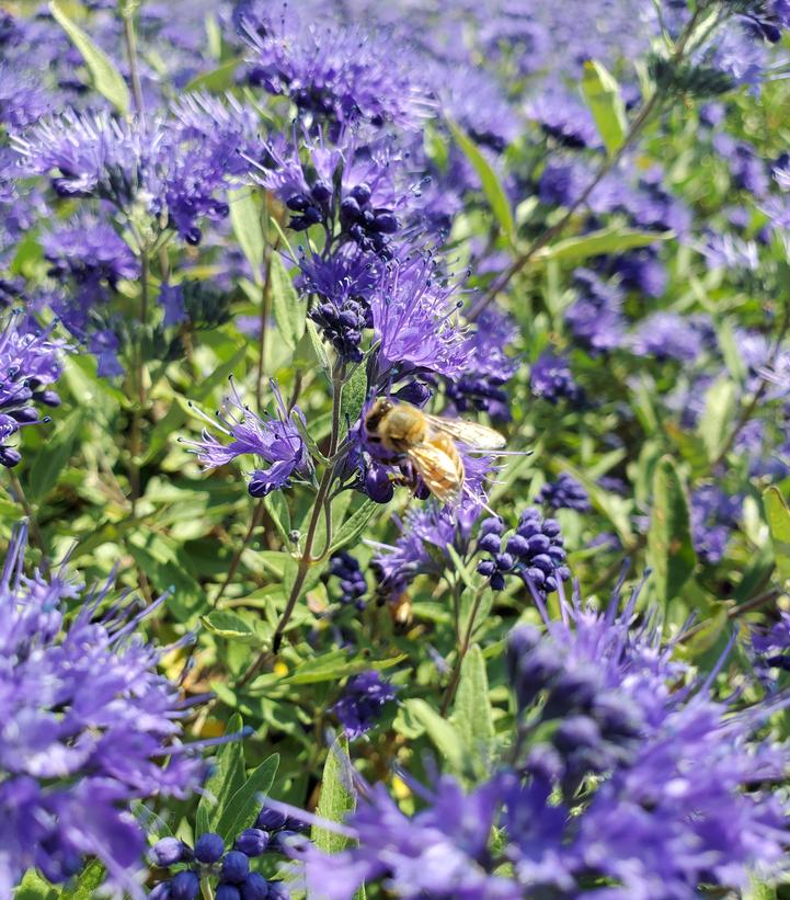 Caryopteris x cland. Sapphire Surf™