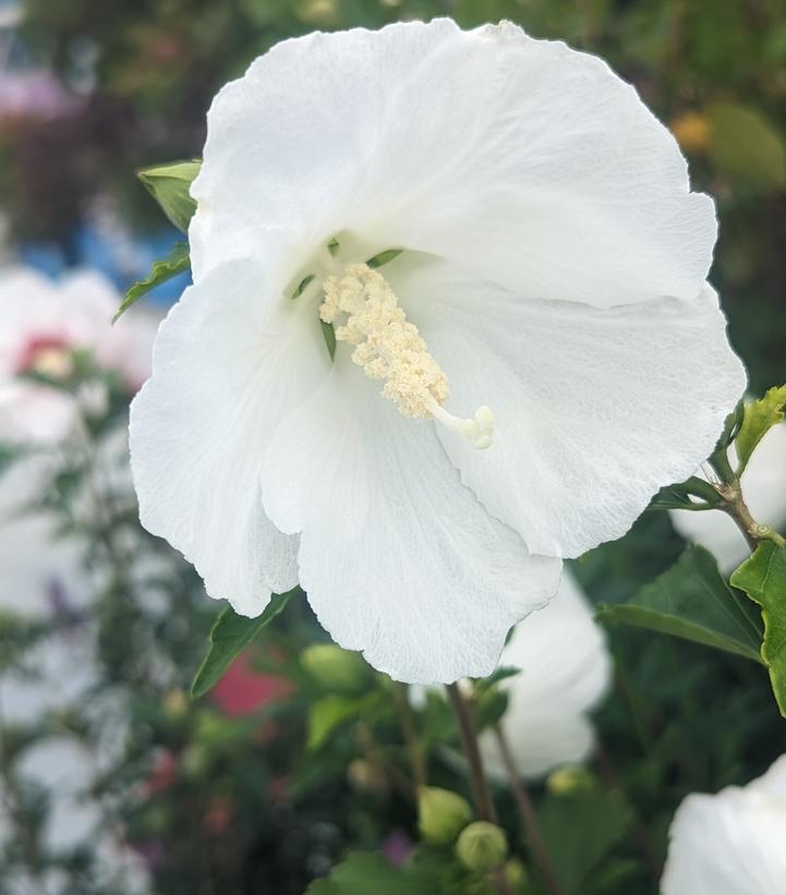 Hibiscus syriacus 'Bali™' Bali™ Rose of Sharon from Dietrich Gardens