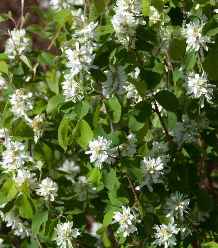 Amelanchier alnifolia Standing Ovation™