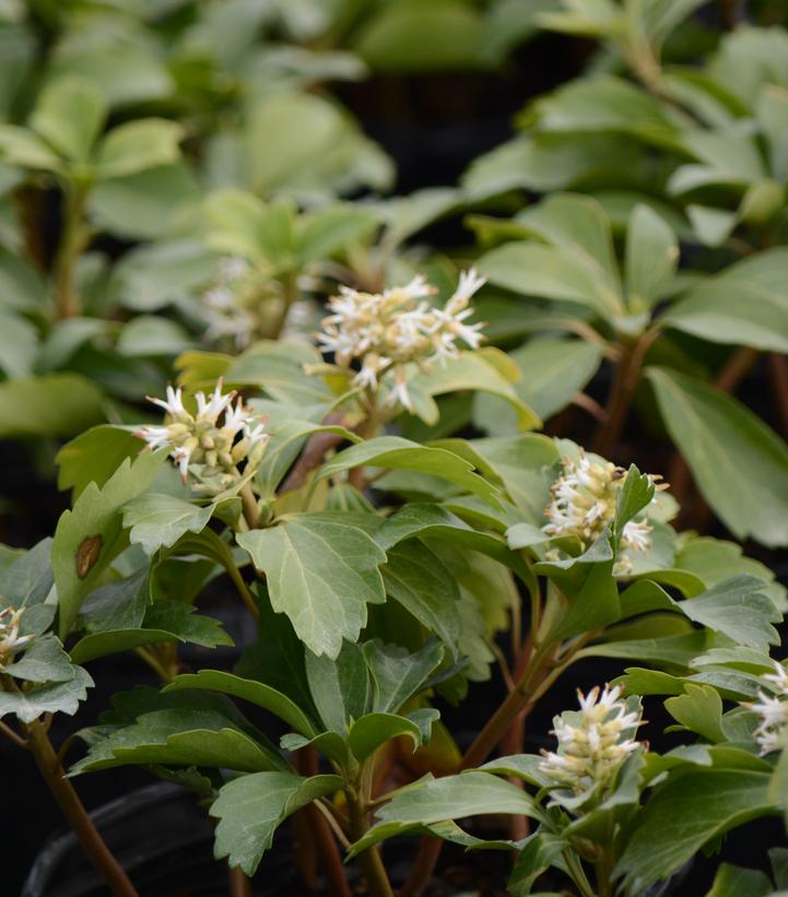 Pachysandra procumbens 