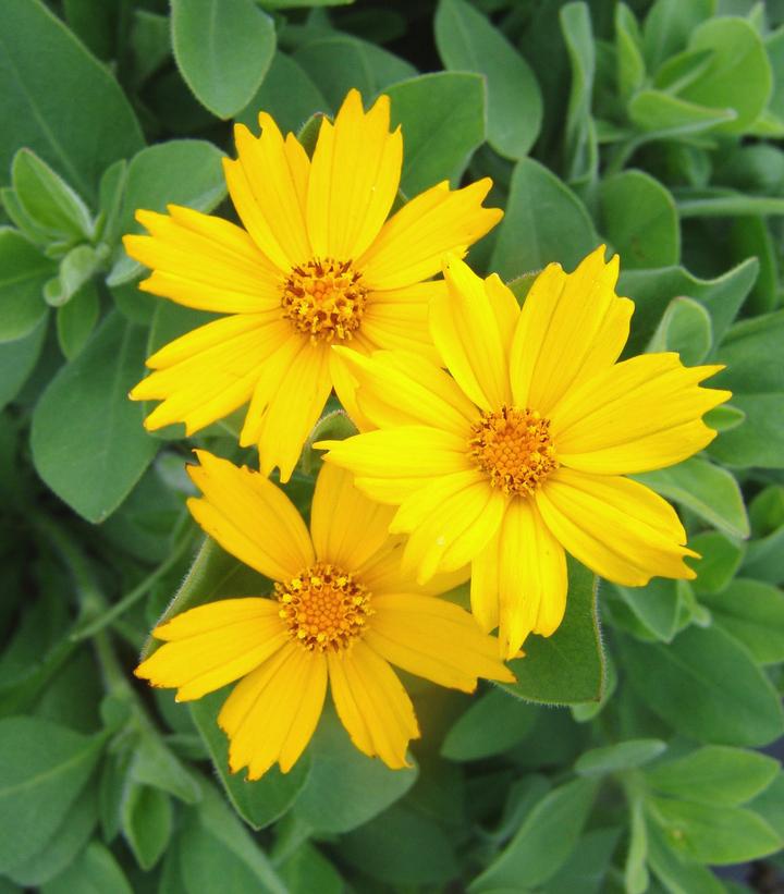 Coreopsis Sunshine Superman