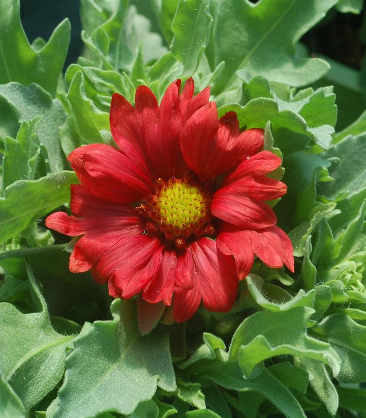 Gaillardia aristata Burgundy