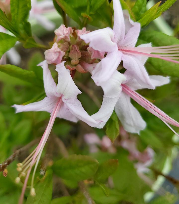 Azalea periclymenoides 