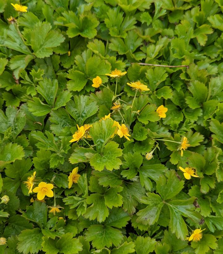 Geum fragarioides 