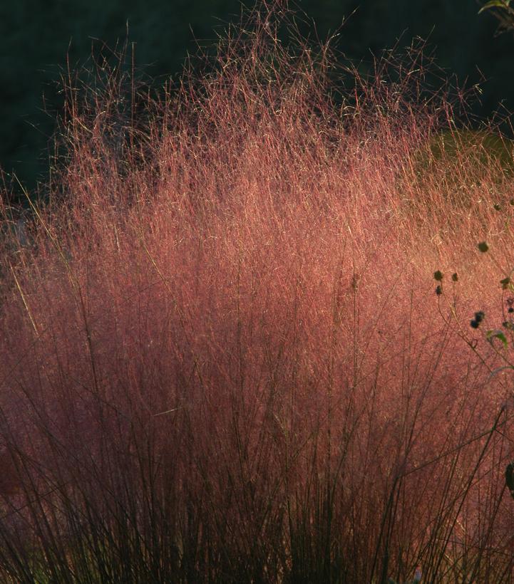 Muhlenbergia capillaris 