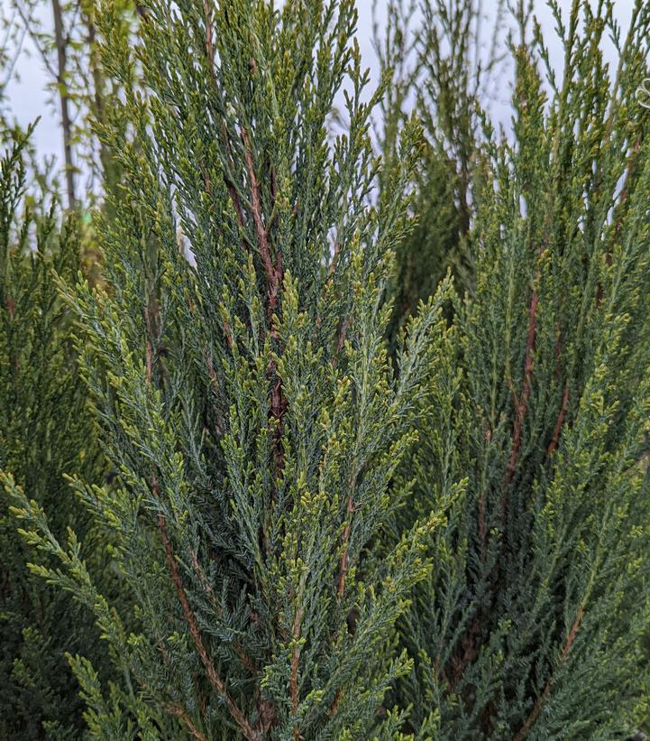 Juniperus Blue Arrow