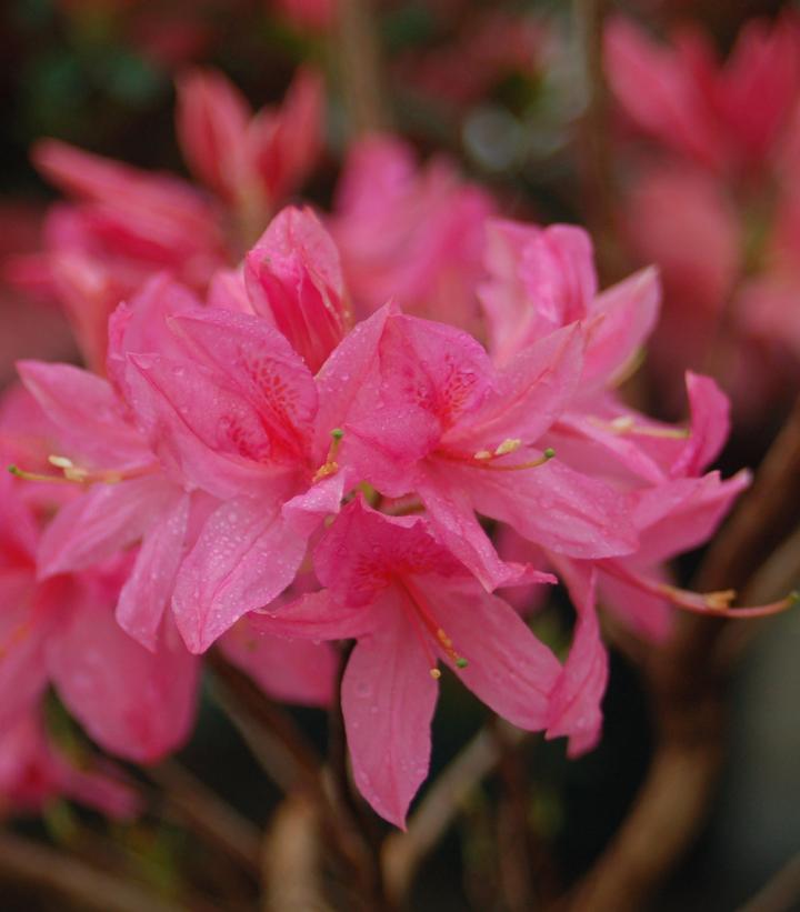 Azalea Northern Lights 'Rosy Lights'