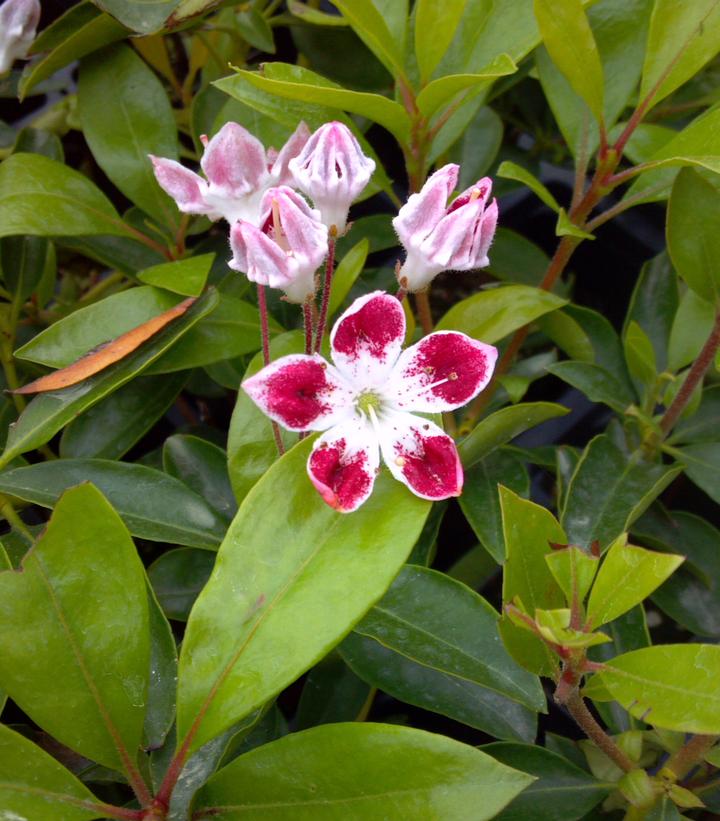 Kalmia lat. Galaxy