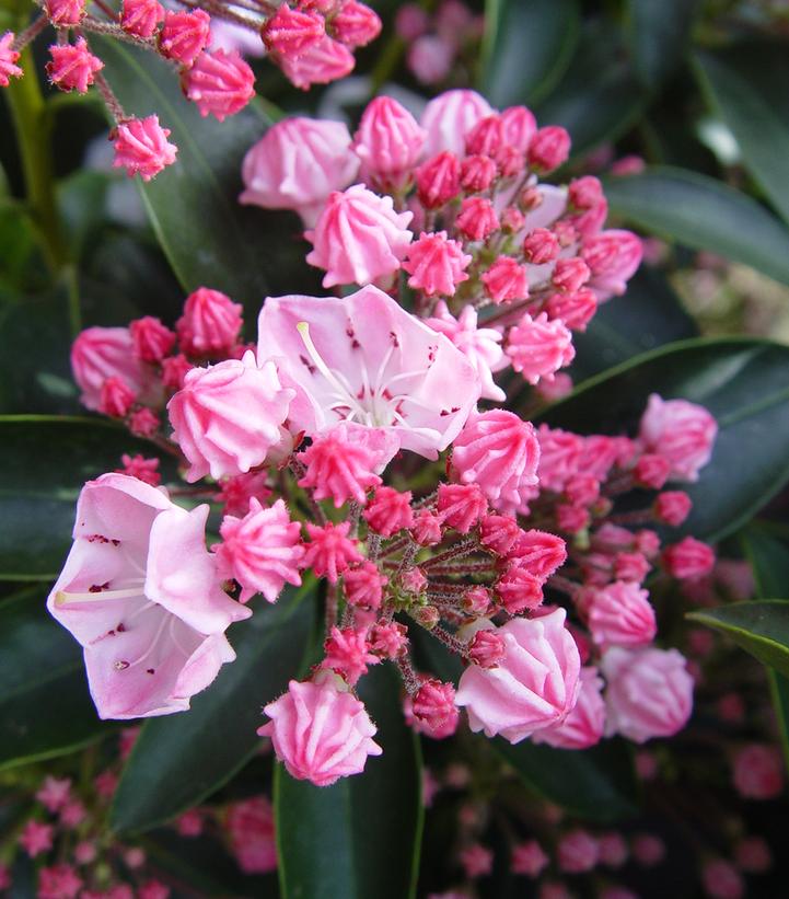 Kalmia lat. 'Goodshow'