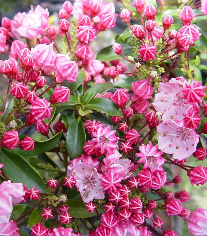 Kalmia lat. Little Linda