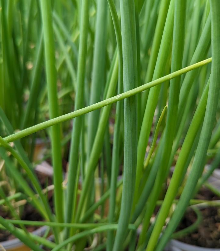 Allium fistulosum 