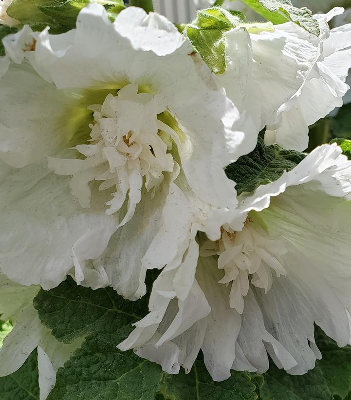 Alcea rosea annua Spring Celebrities White