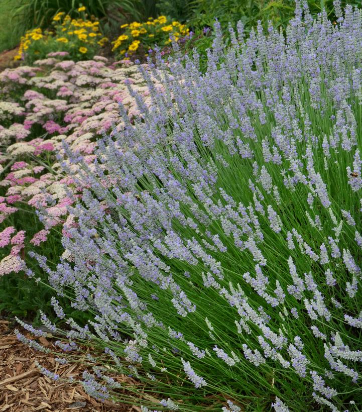 Lavandula X intermedia Provence