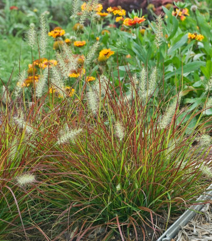 Pennisetum alopecuroides Burgundy Bunny