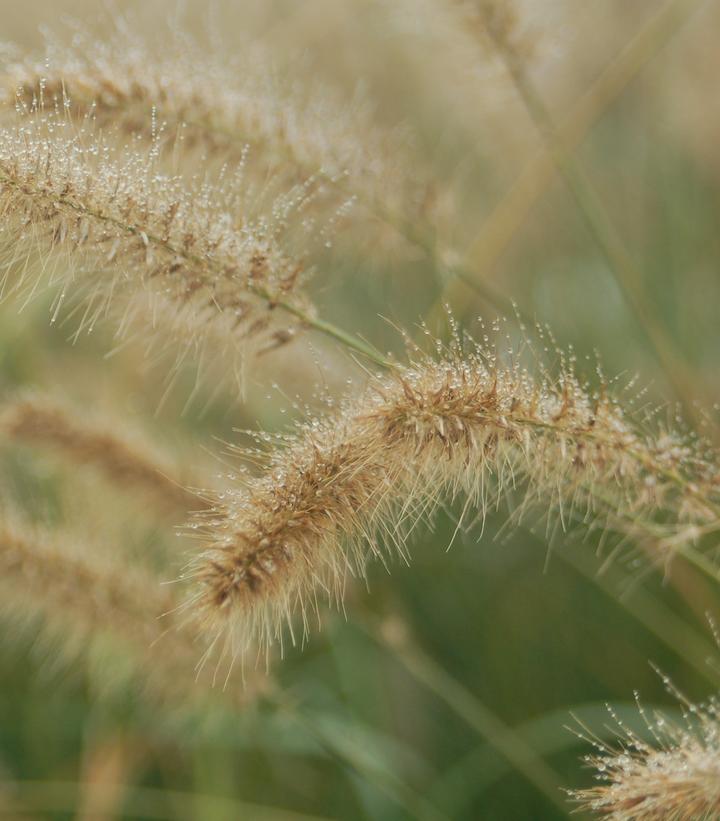 Pennisetum alopecuroides Hameln