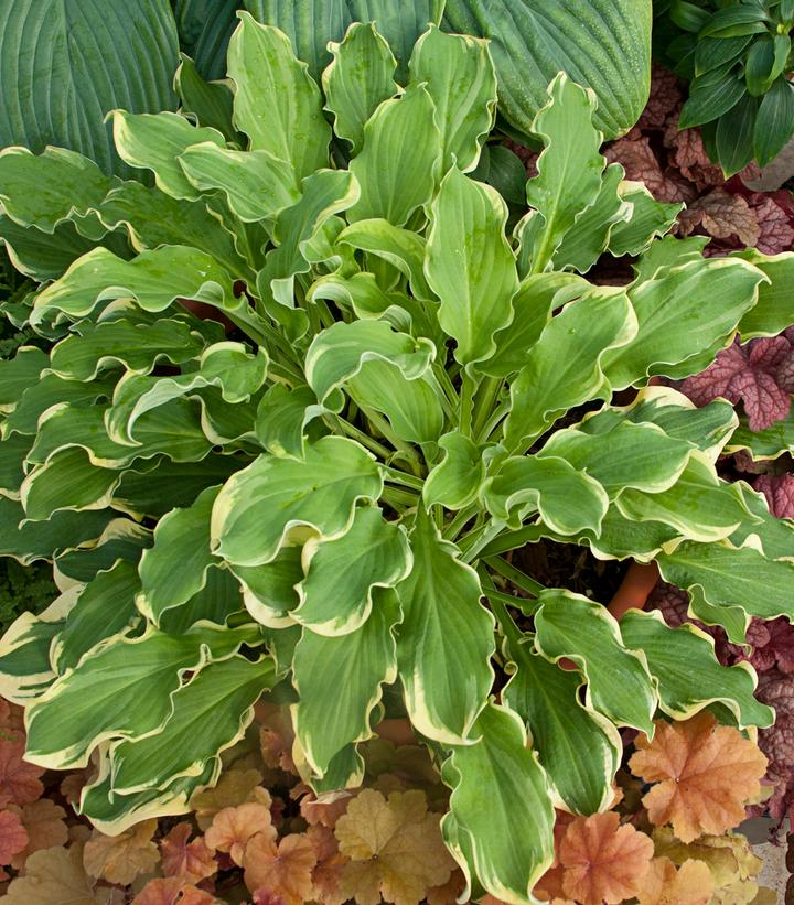 Hosta hybrid Shadowland® Shadowland® Wheee!