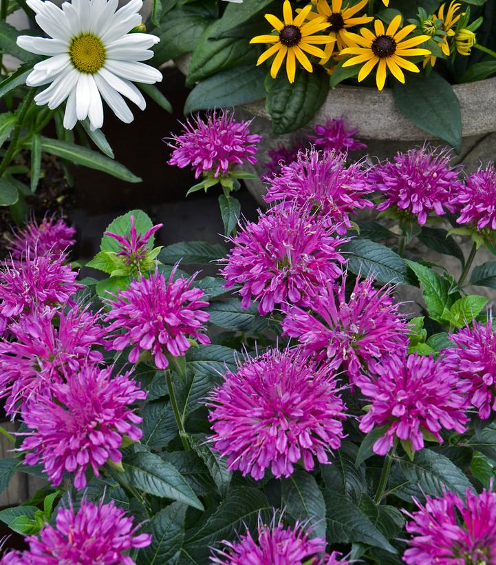 Monarda didyma Pardon My Purple