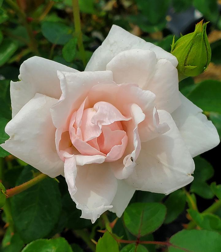 Rosa New Dawn New Dawn Climbing Rose From Dietrich Gardens