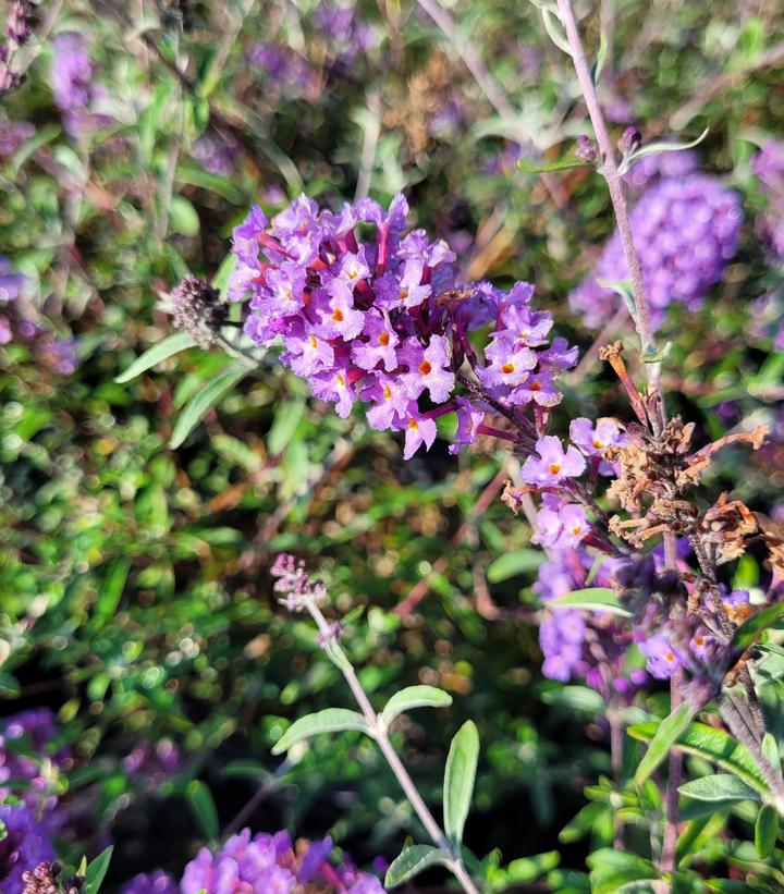 Buddleia davidii 'Nanho Blue'