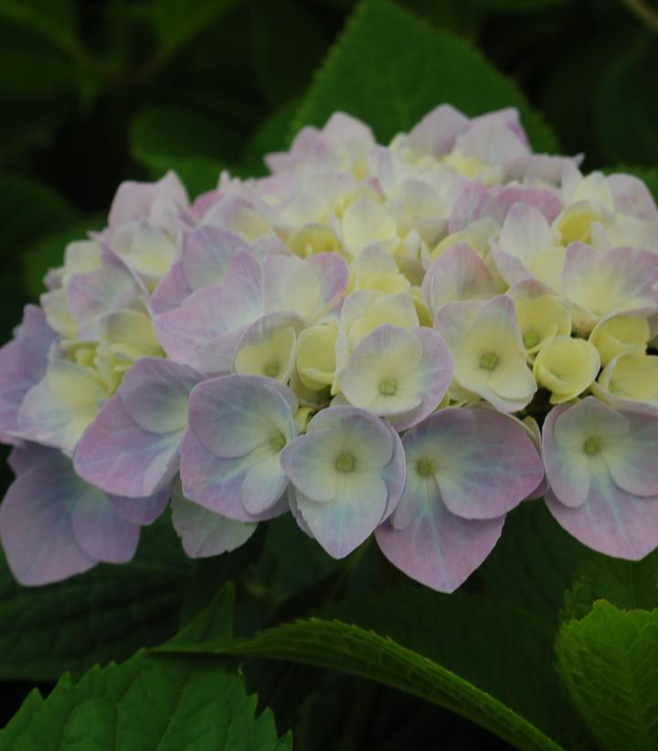 Hydrangea mac. Nantucket Blue