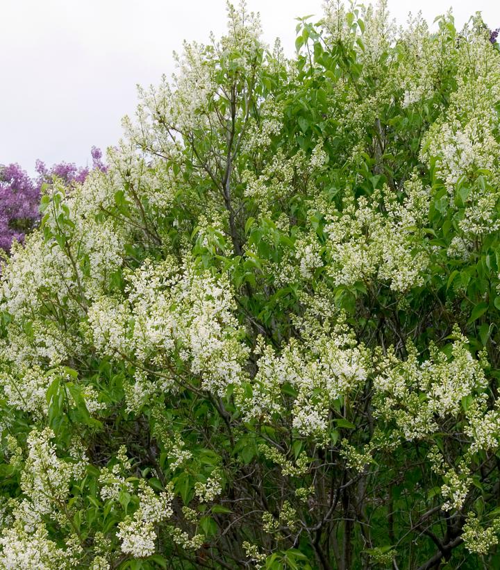 Syringa vulgaris x Primrose