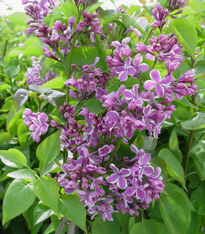 Syringa vulgaris Sensation