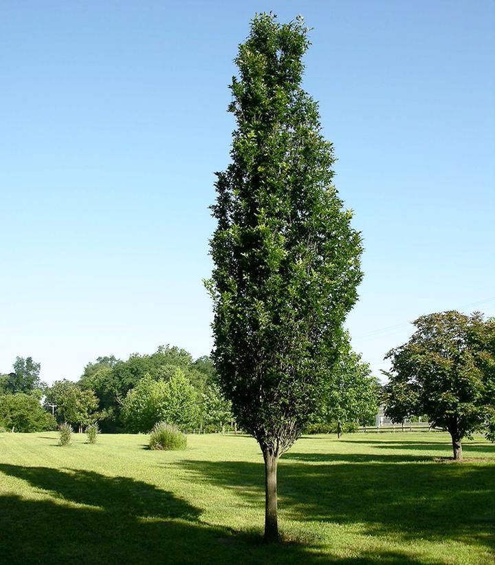 Quercus x 'Regal Prince' Regal Prince Oak from Dietrich Gardens