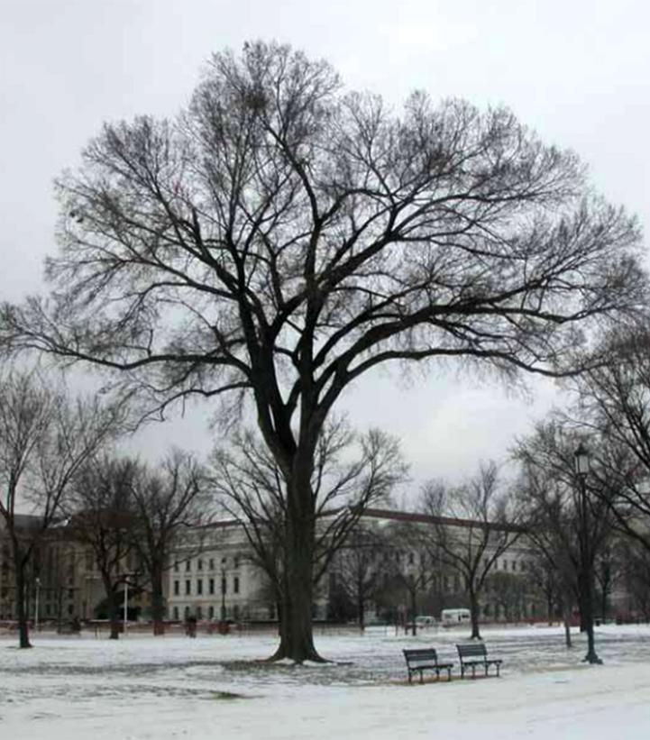 Ulmus americana Jefferson