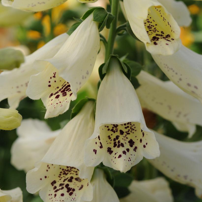 Digitalis purpurea Dalmation Crème