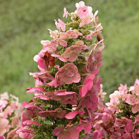 Hydrangea quercifolia 'Ruby Slippers'