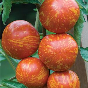 Tomato Red Zebra