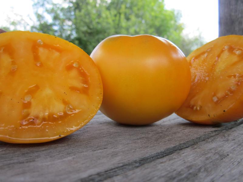 Tomato Moonglow