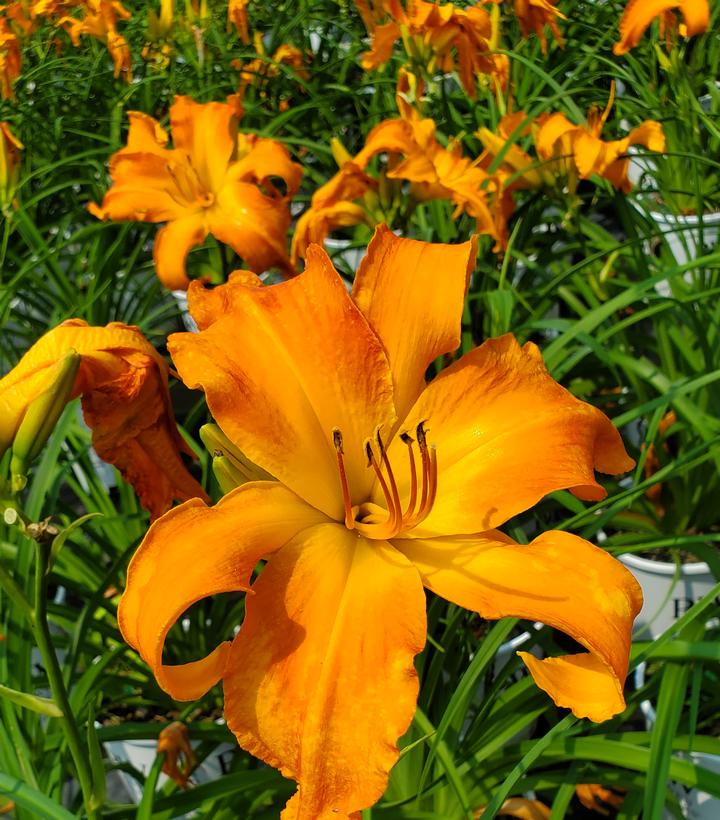 Hemerocallis Rainbow Rhythm® Rainbow Rhythm® Primal Scream