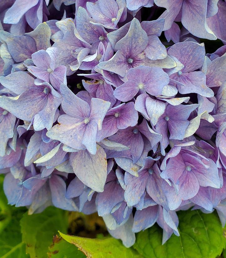 Hydrangea mac. Let's Dance® Let's Dance® Rhythmic Blue®