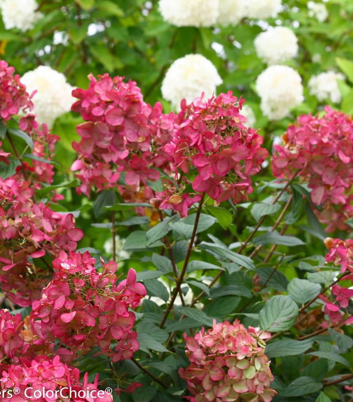 Hydrangea pan. Fire Light®