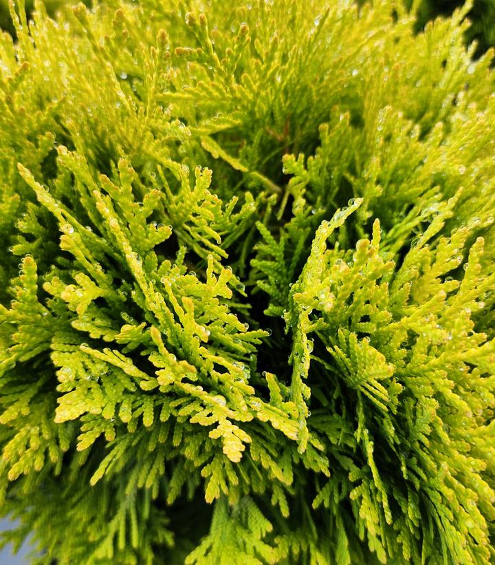 Thuja occidentalis Anna's Magic Ball®