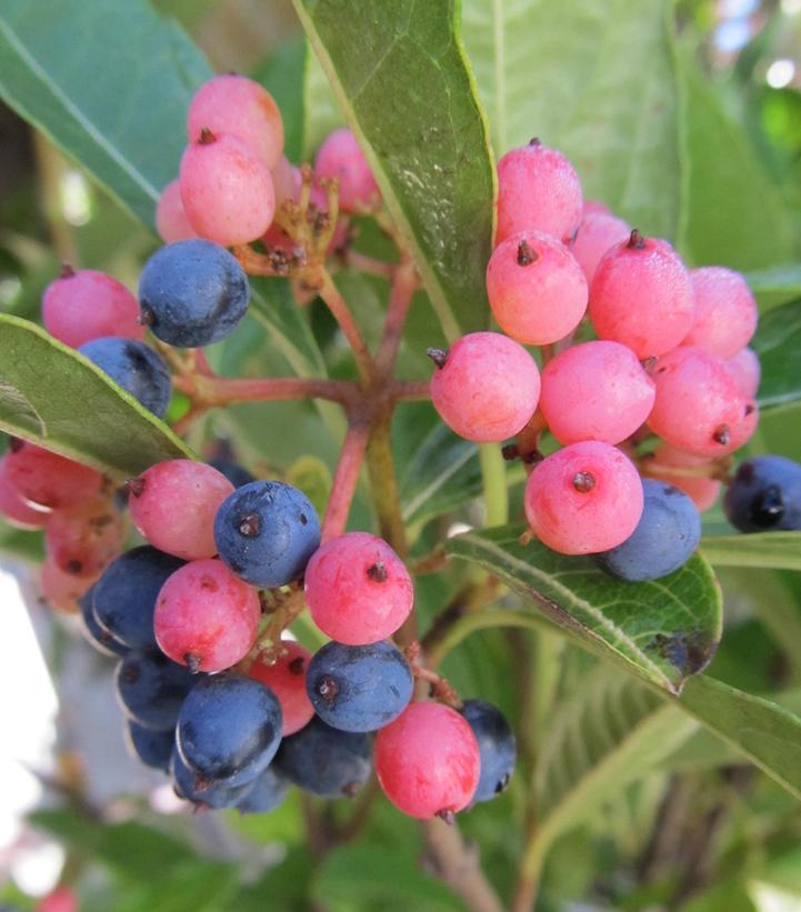 Viburnum nudum Brandywine™